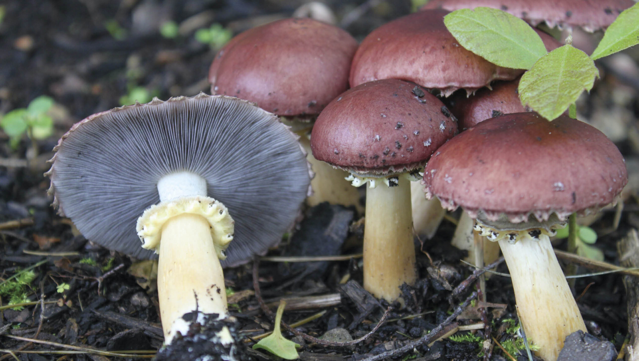 King stropharia are big and have a distinctive taste.